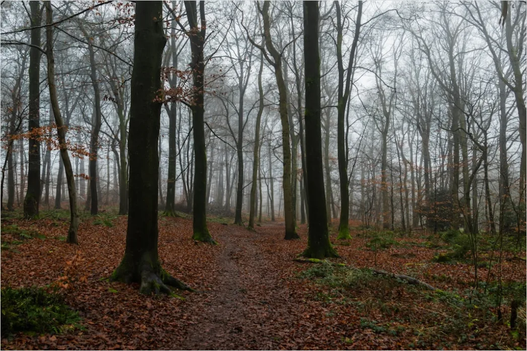 Detail Autumn Fog Forest Path Moody Number 19