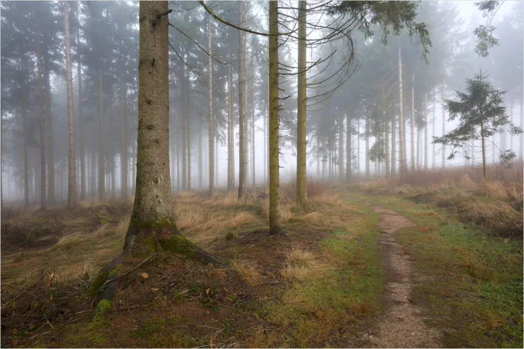 Detail Autumn Fog Forest Path Moody Number 4