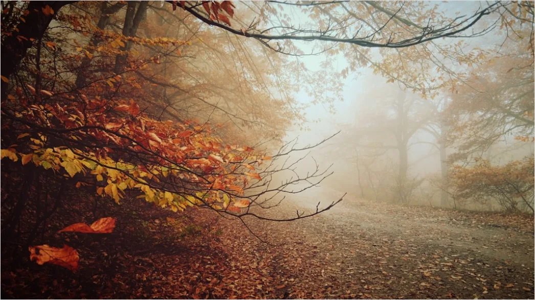 Detail Autumn Fog Forest Path Moody Number 5