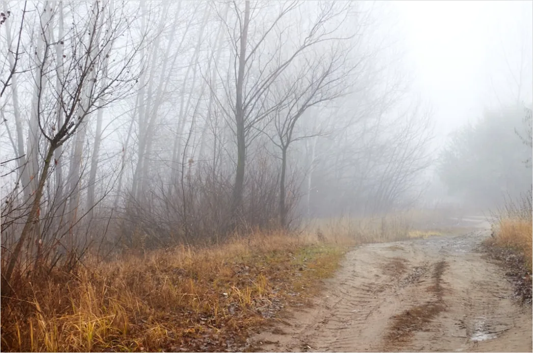 Detail Autumn Fog Forest Path Moody Number 6