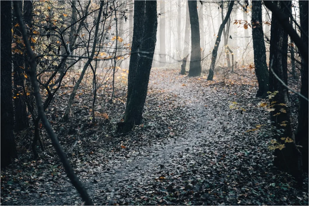 Detail Autumn Fog Forest Path Moody Number 7