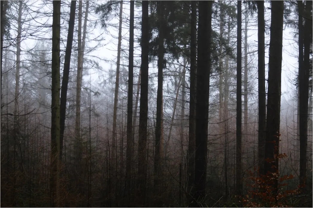 Detail Autumn Fog Forest Path Moody Number 8