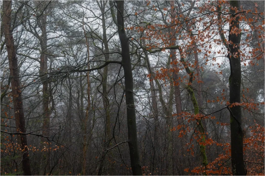 Detail Autumn Fog Forest Path Moody Number 9