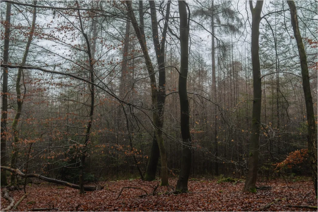 Detail Autumn Fog Forest Path Moody Number 10