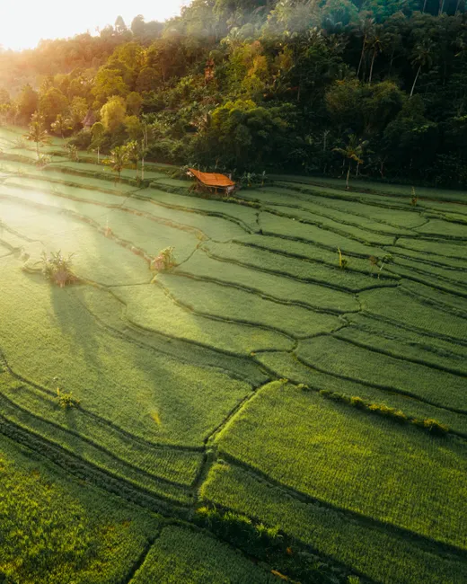 Detail Bali Rice Terrace Sunrise Mist Number 11