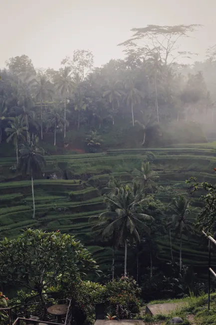 Detail Bali Rice Terrace Sunrise Mist Number 12