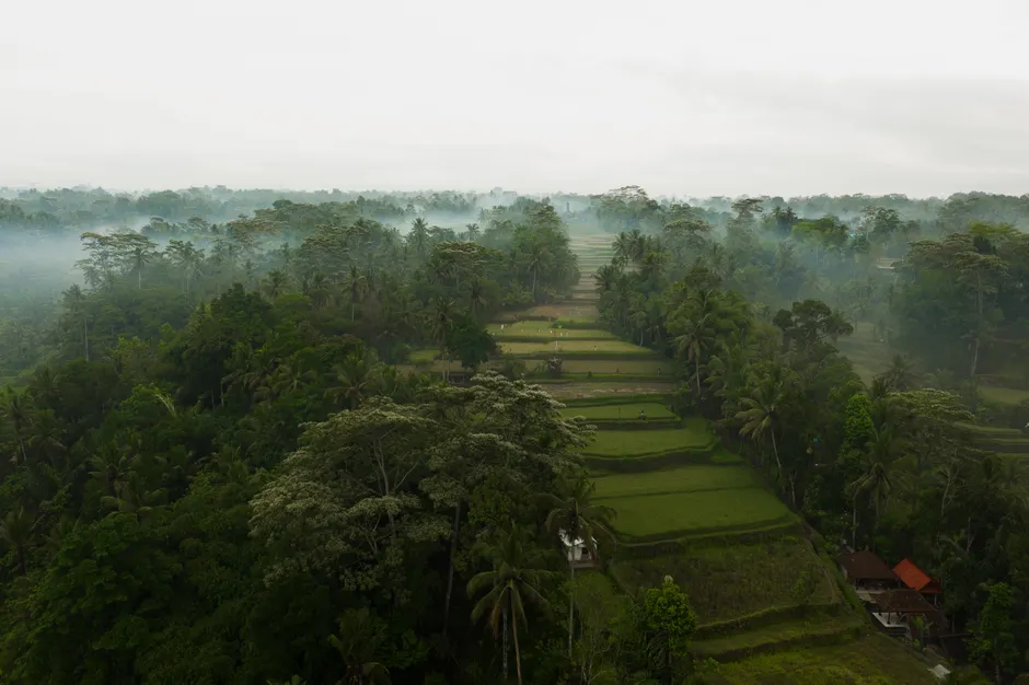 Detail Bali Rice Terrace Sunrise Mist Number 13