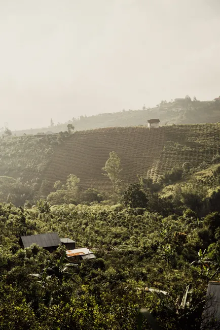 Detail Bali Rice Terrace Sunrise Mist Number 14