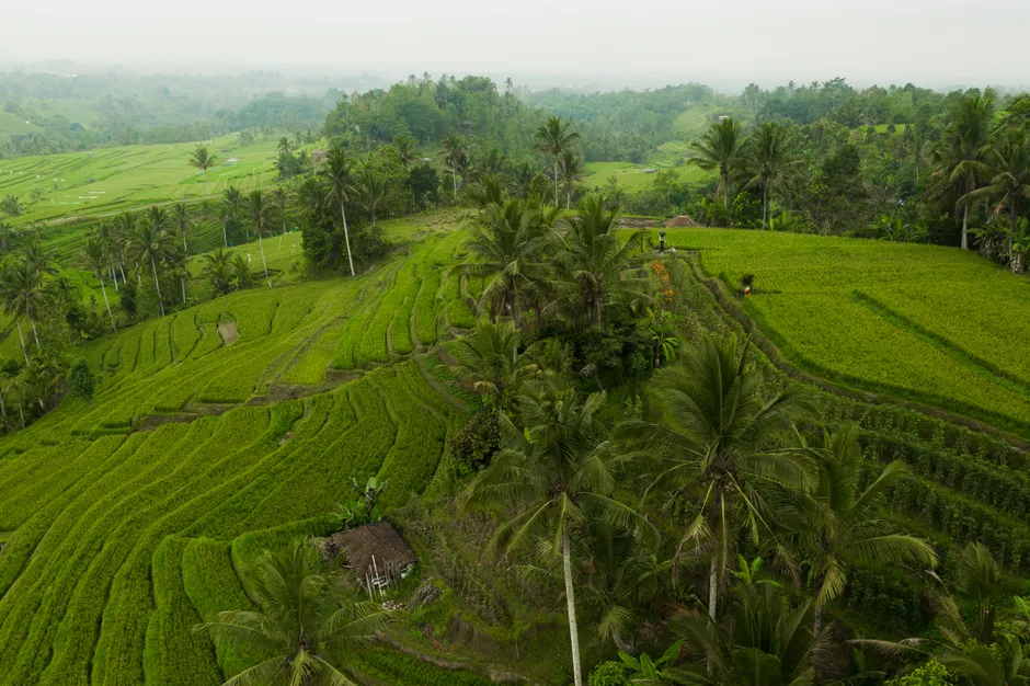 Detail Bali Rice Terrace Sunrise Mist Number 16