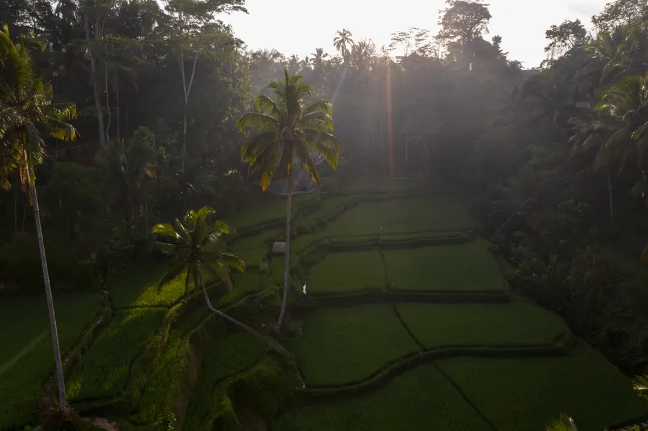 Detail Bali Rice Terrace Sunrise Mist Number 3