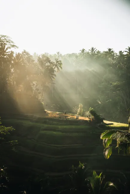 Detail Bali Rice Terrace Sunrise Mist Number 5