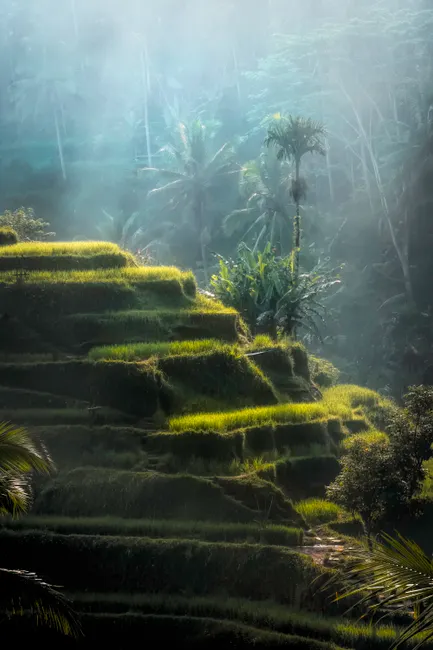 Detail Bali Rice Terrace Sunrise Mist Number 6