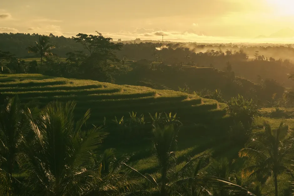 Detail Bali Rice Terrace Sunrise Mist Number 7