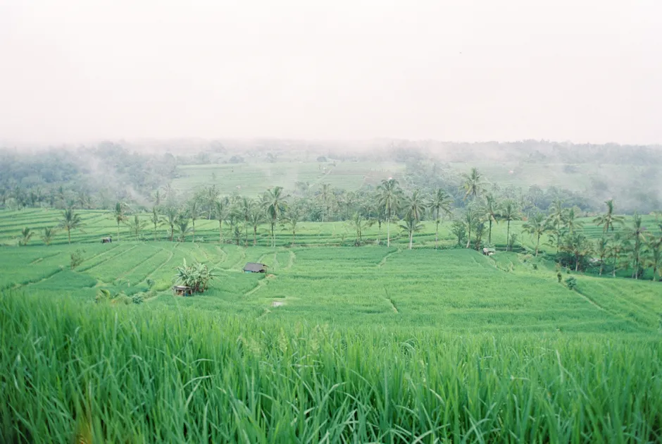 Detail Bali Rice Terrace Sunrise Mist Number 8