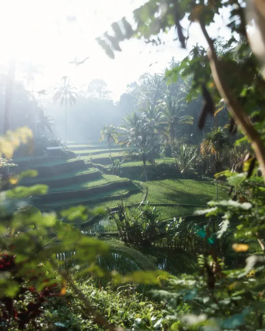 Detail Bali Rice Terrace Sunrise Mist Number 9