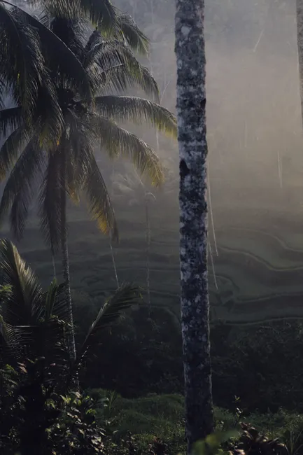 Detail Bali Rice Terrace Sunrise Mist Number 10