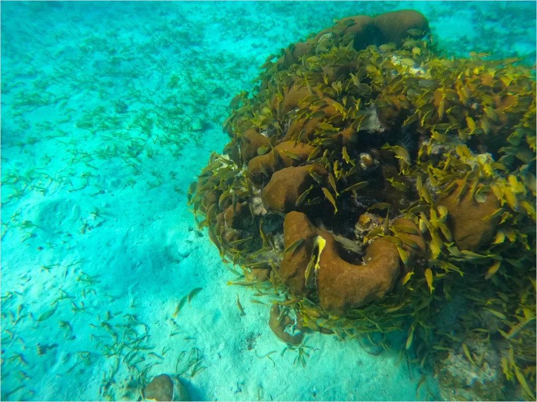Detail Belize Barrier Reef Snorkeling Scene Number 2