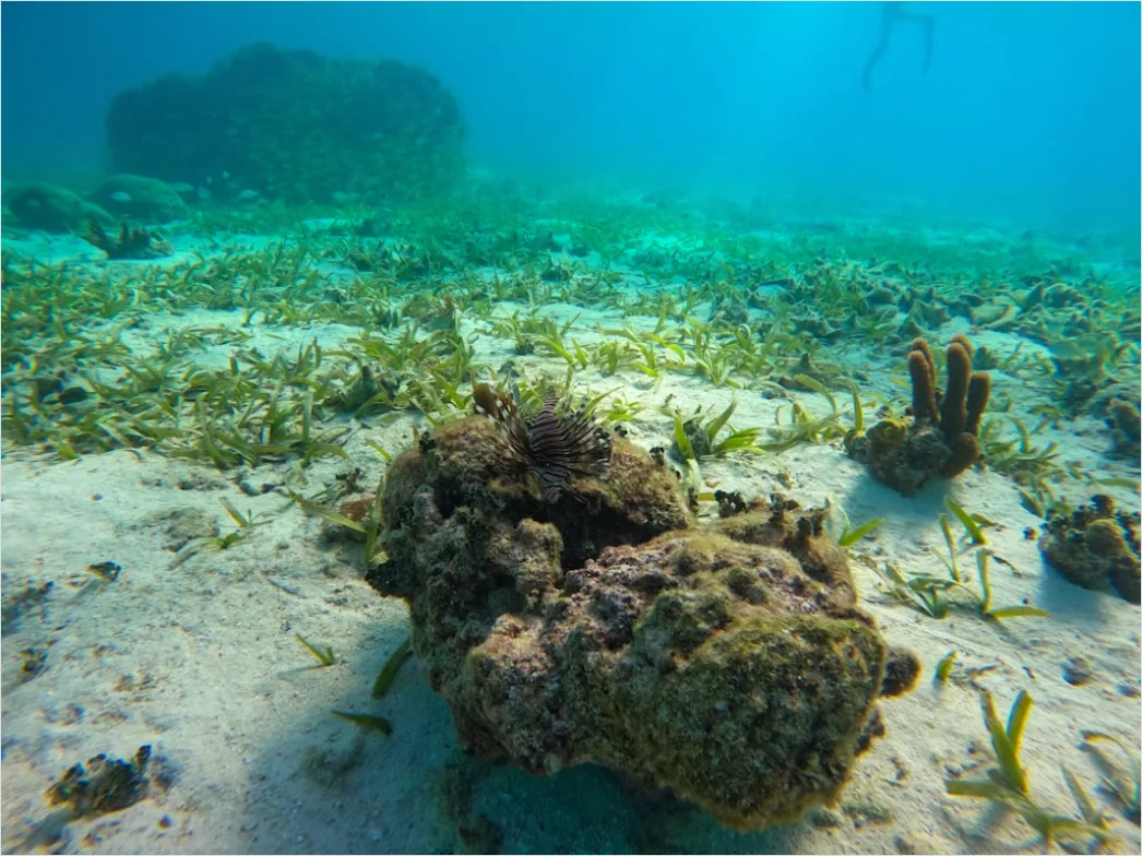 Detail Belize Barrier Reef Snorkeling Scene Number 3