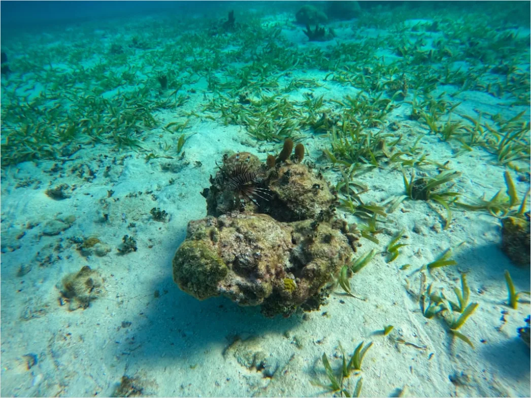 Detail Belize Barrier Reef Snorkeling Scene Number 4