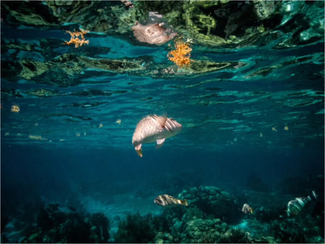 Detail Belize Barrier Reef Snorkeling Scene Number 5