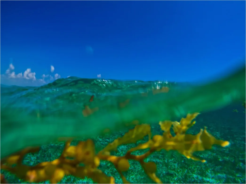 Detail Belize Barrier Reef Snorkeling Scene Number 6