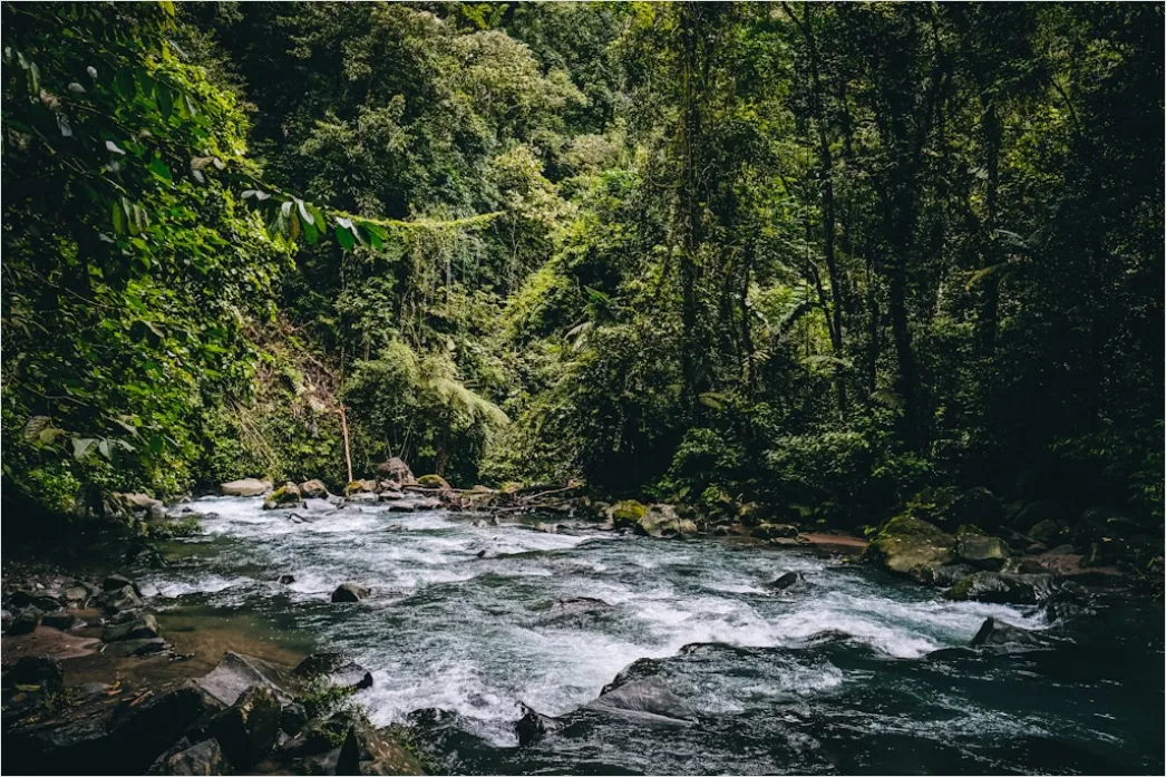 Costa Rica Rainforest Waterfall Hike 03e8