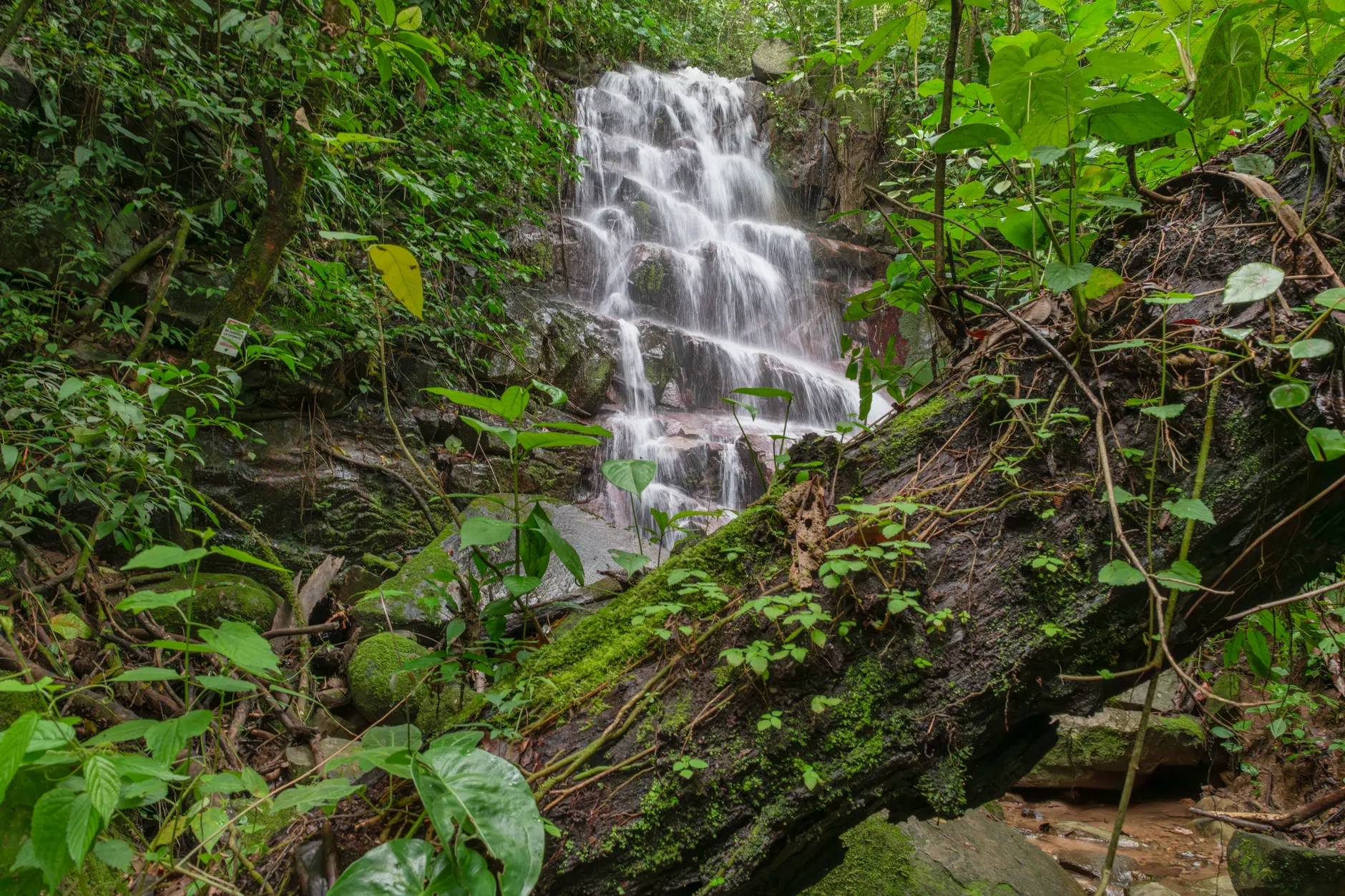 Detail Costa Rica Rainforest Waterfall Hike Number 18
