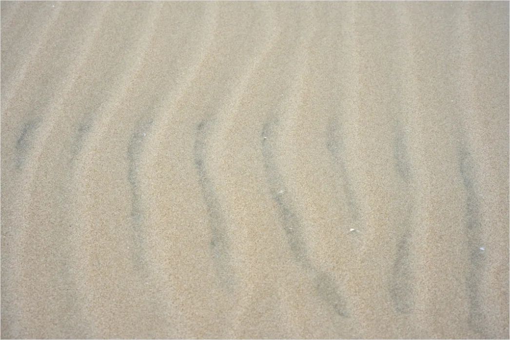 Detail Desert Dunes Wind Ripples Texture Number 16