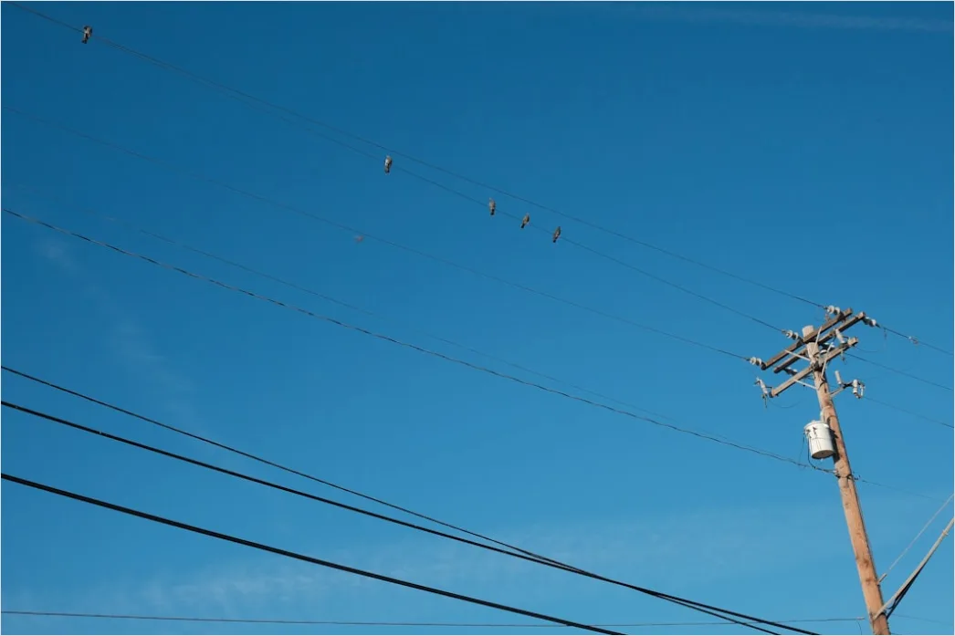 Detail Downed Power Lines Storm Damage Number 18