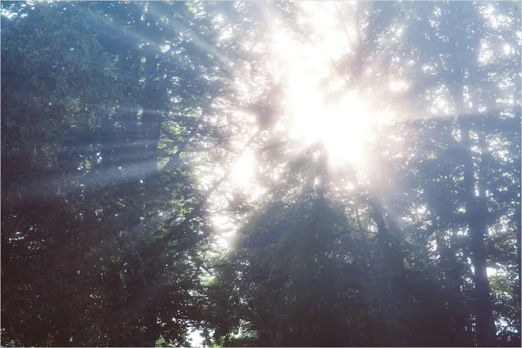 Detail Foggy Morning Forest Sunbeams Rays Number 11