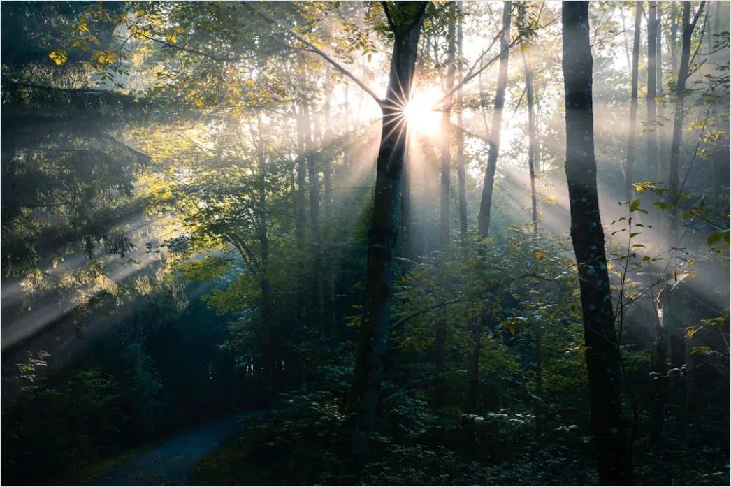 Detail Foggy Morning Forest Sunbeams Rays Number 12