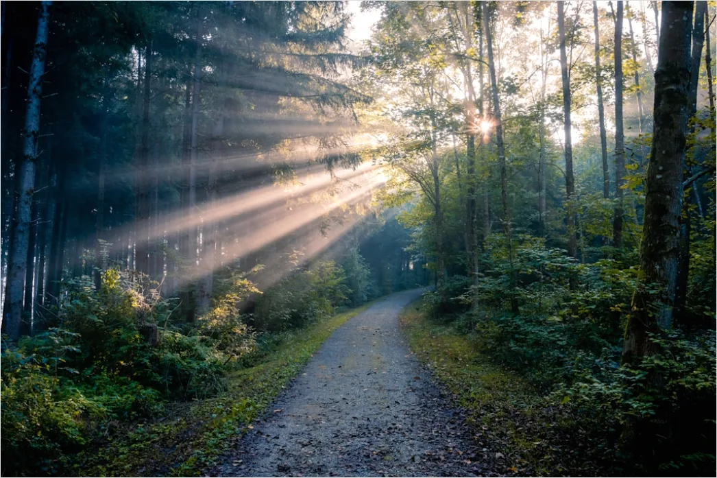 Detail Foggy Morning Forest Sunbeams Rays Number 13