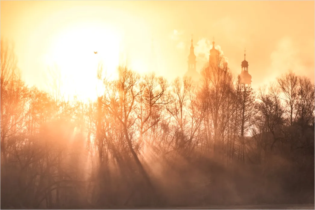 Detail Foggy Morning Forest Sunbeams Rays Number 14