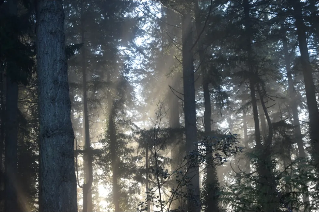 Detail Foggy Morning Forest Sunbeams Rays Number 17