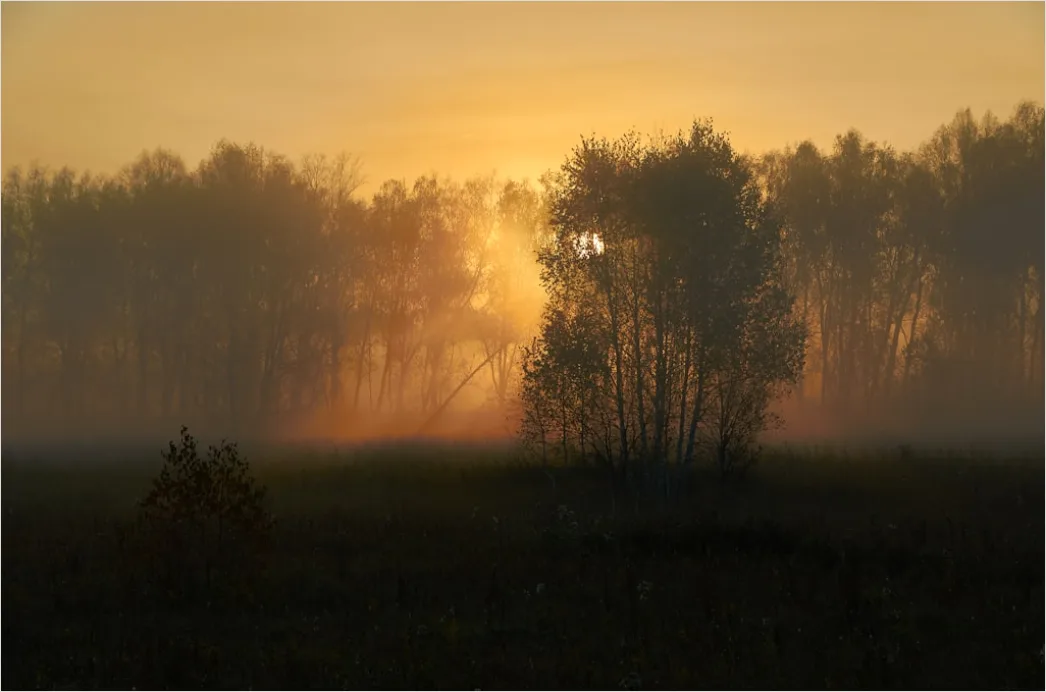 Detail Foggy Morning Forest Sunbeams Rays Number 18