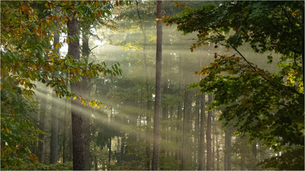 Detail Foggy Morning Forest Sunbeams Rays Number 19