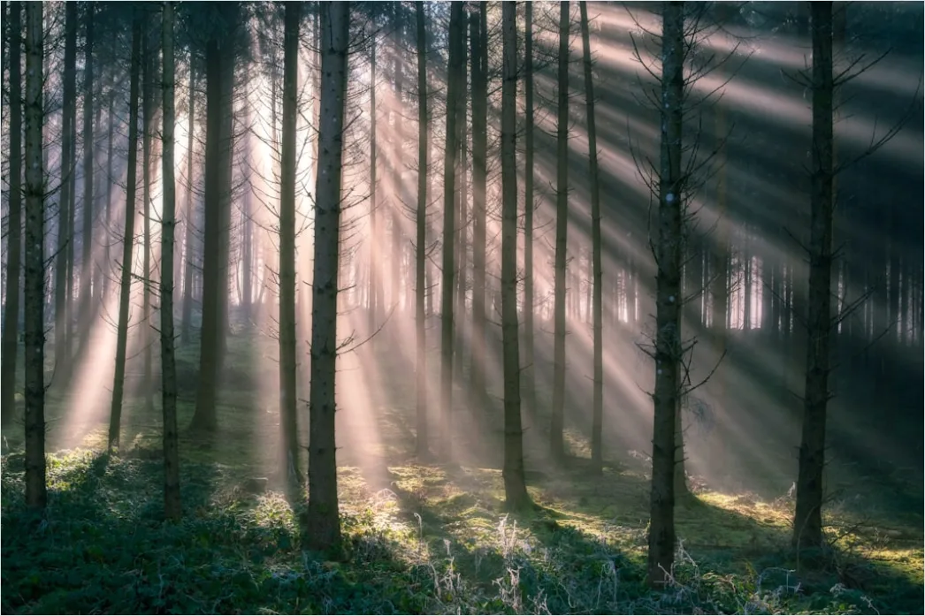 Detail Foggy Morning Forest Sunbeams Rays Number 20
