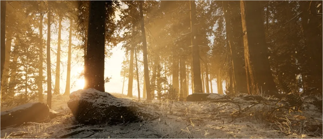 Detail Foggy Morning Forest Sunbeams Rays Number 4