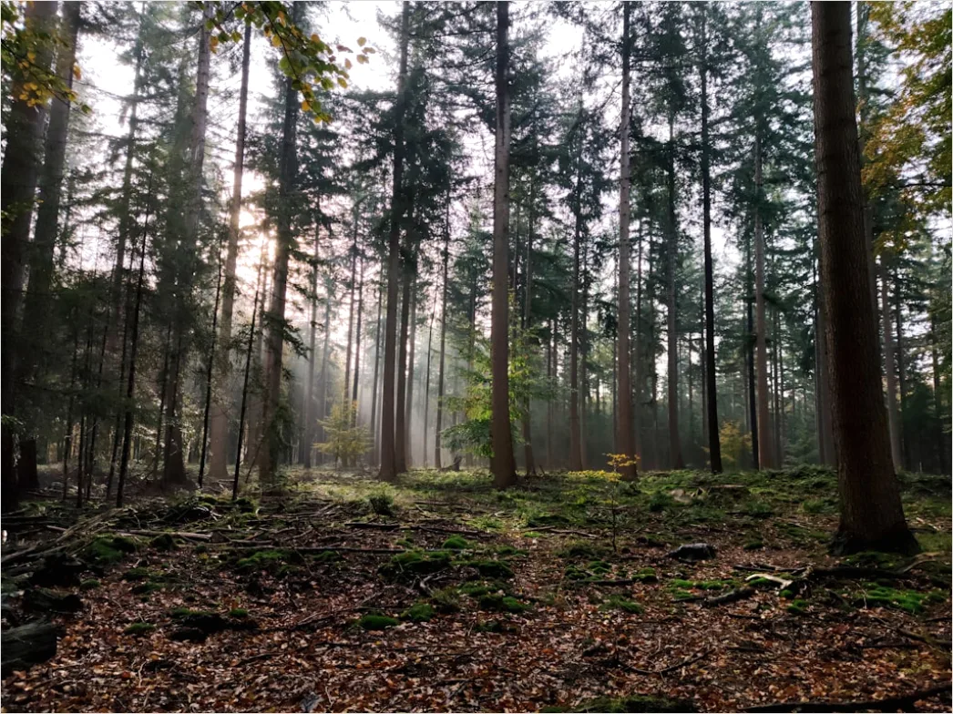 Detail Foggy Morning Forest Sunbeams Rays Number 5