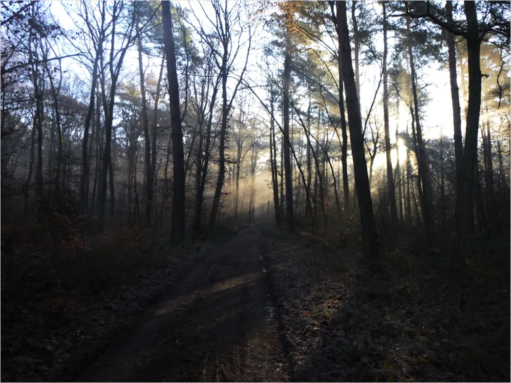 Detail Foggy Morning Forest Sunbeams Rays Number 8