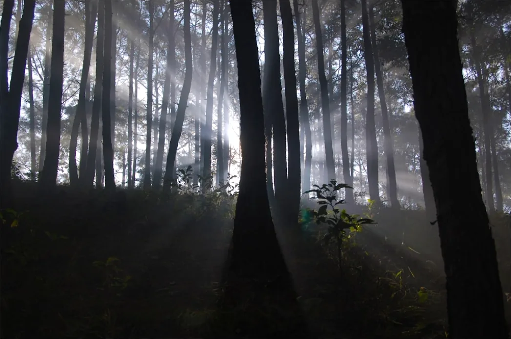 Detail Foggy Morning Forest Sunbeams Rays Number 9