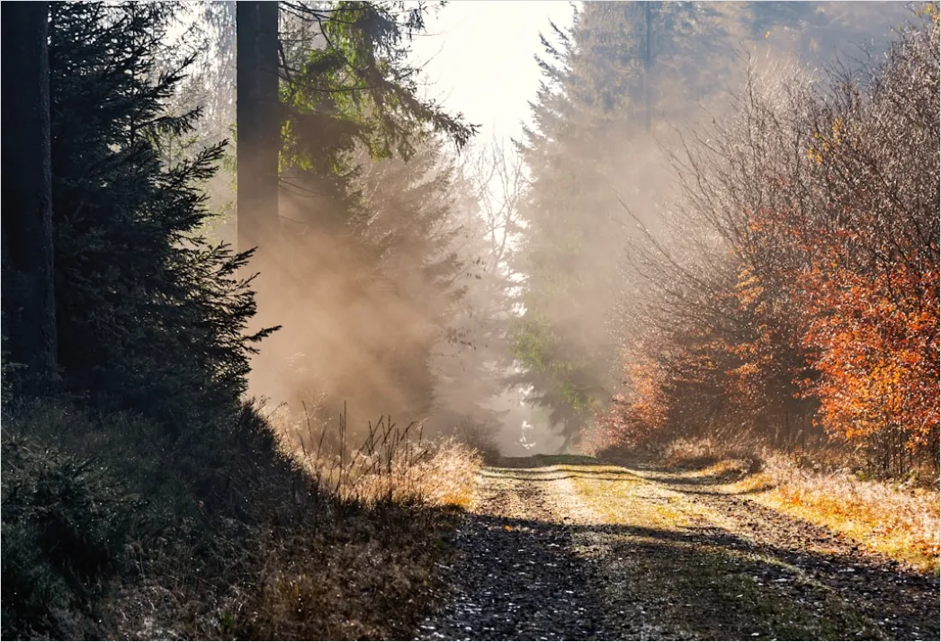 Detail Foggy Morning Forest Sunbeams Rays Number 10