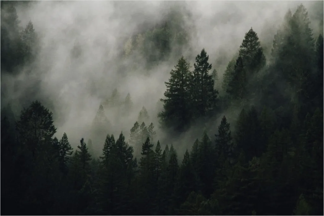 Foggy Pine Forest Moody Atmosphere 878e