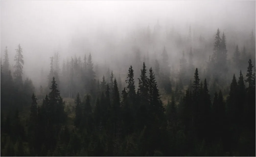 Detail Foggy Pine Forest Moody Atmosphere Number 2