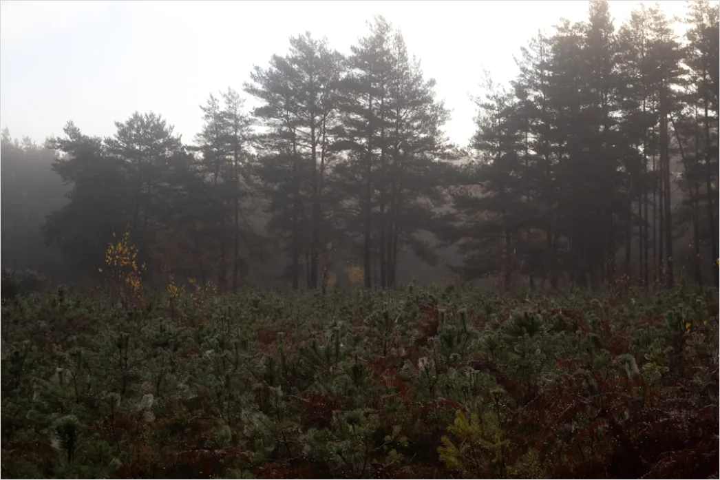 Detail Foggy Pine Forest Moody Atmosphere Number 12