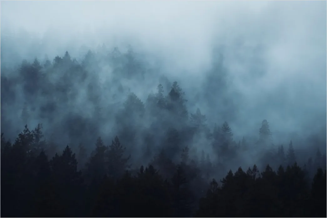 Detail Foggy Pine Forest Moody Atmosphere Number 13