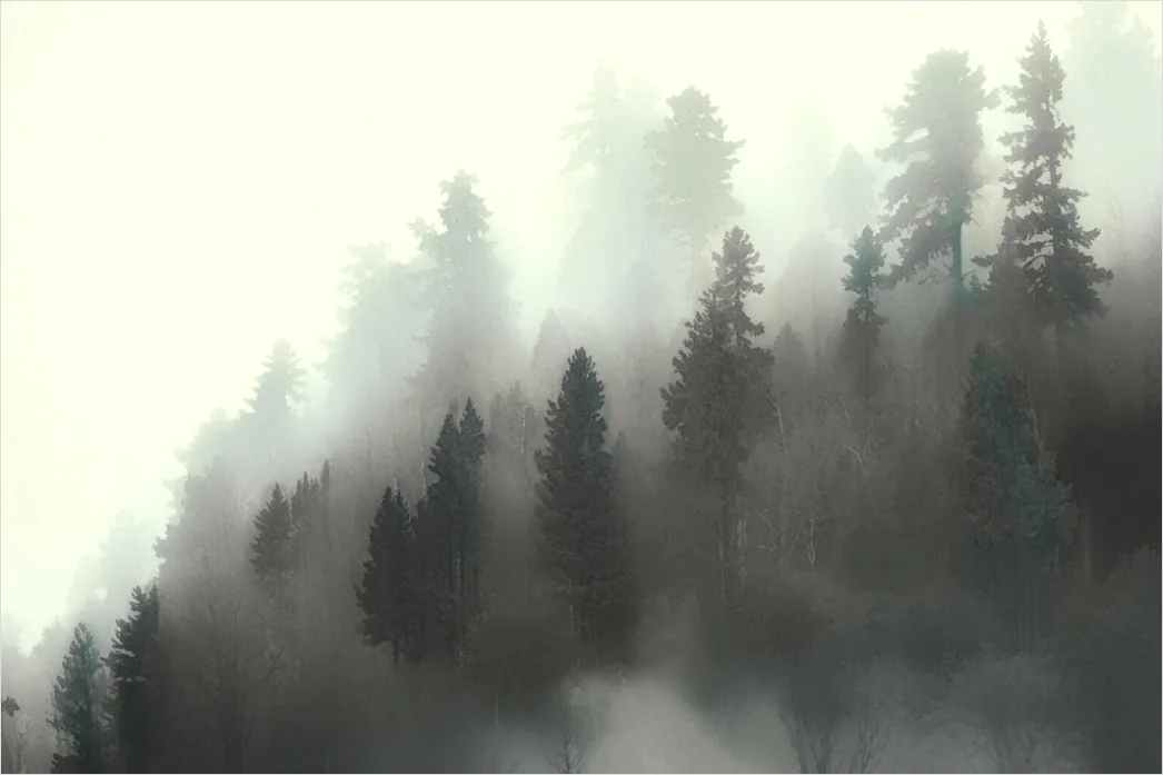 Detail Foggy Pine Forest Moody Atmosphere Number 14