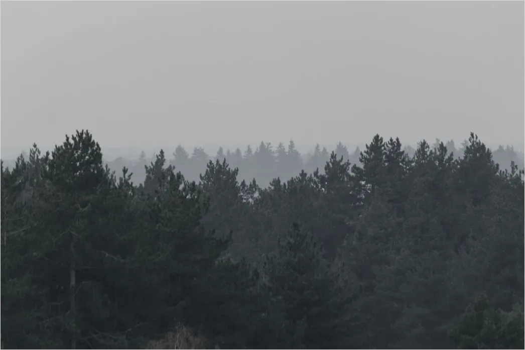 Detail Foggy Pine Forest Moody Atmosphere Number 15