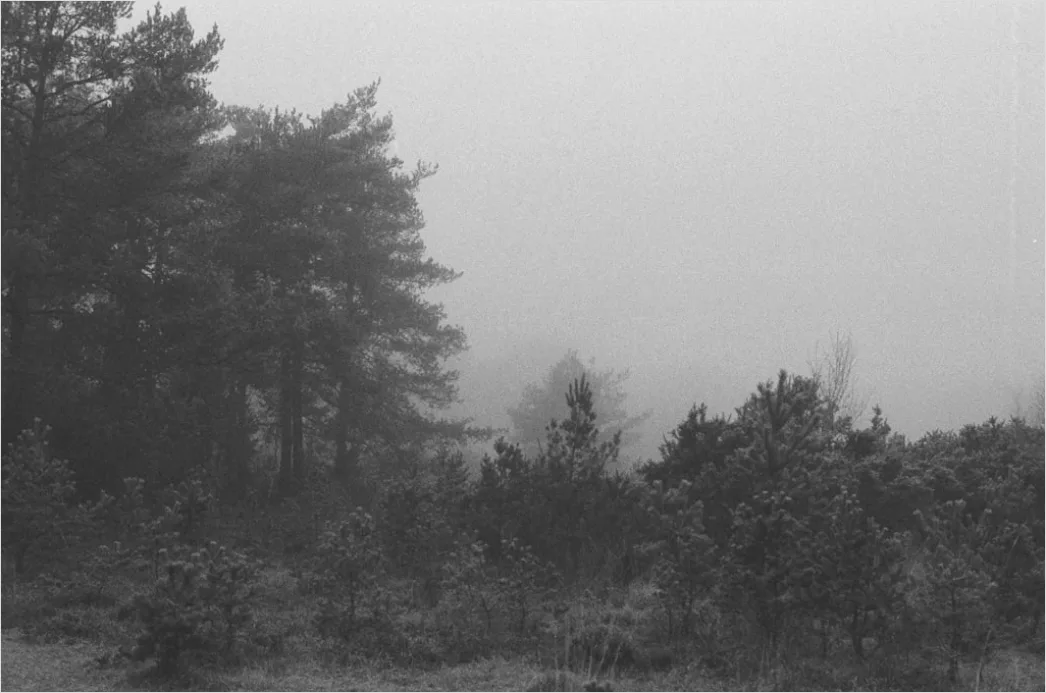 Detail Foggy Pine Forest Moody Atmosphere Number 16
