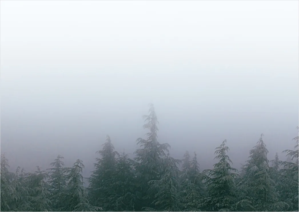Detail Foggy Pine Forest Moody Atmosphere Number 17